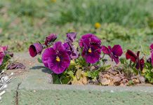 Црвени метеоаларм и данас, средином недеље ретка појава краткотрајних пљускова Петуније, цвеће