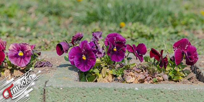 Петуније, цвеће