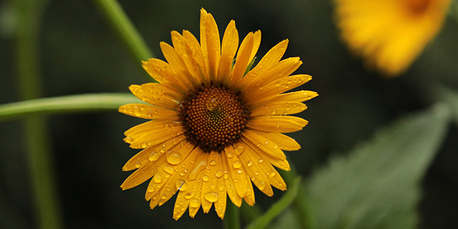 Сунцокрет, киша