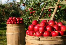 Зајечар: Расписани конкурси за пољопривреду за 2020. годину Јабуке, воћњак