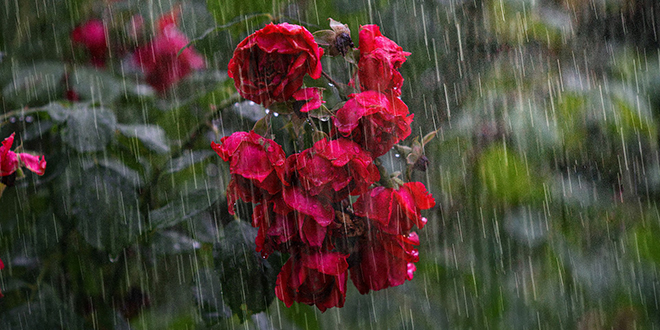 Киша, црвене руже