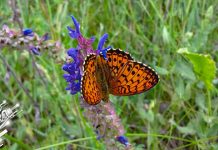 Екстремно високе температуре и даље Лептир слеће на цвет