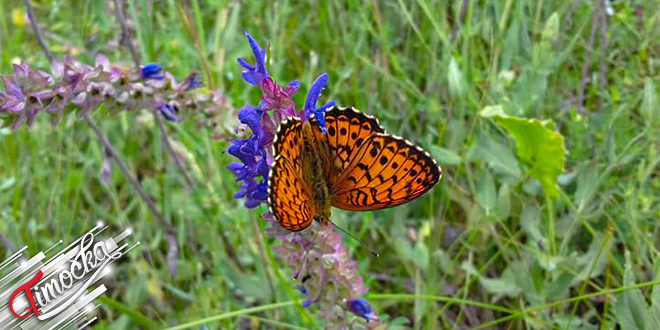 Лептир слеће на цвет