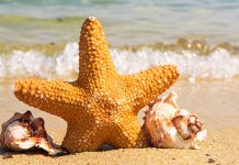 Вечерас почиње лето Море, плажа, морска звезда, шкољке