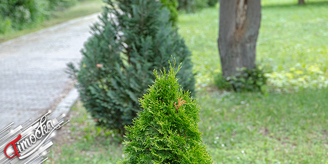 Парк, четинари