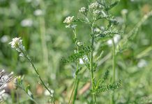 Сунчано, увече понегде промена времена Биљка, цвеће