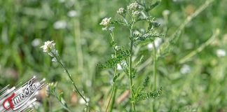 Сунчано, увече понегде промена времена Биљка, цвеће