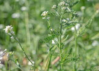 Сунчано, увече понегде промена времена Биљка, цвеће