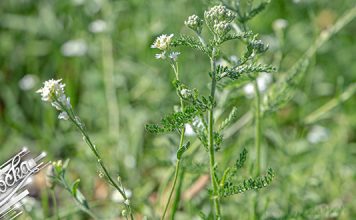 Сунчано, увече понегде промена времена Биљка, цвеће