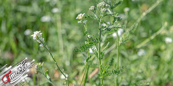 Биљка, цвеће Биљка, цвеће