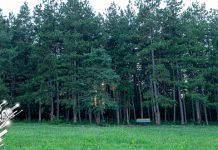 Ујутру променљиво облачно, поподне суво са дужим сунчаним интервалима Град Зајечар — Краљевица