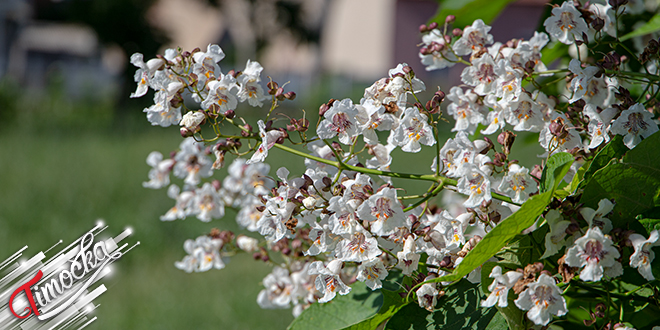 Процветало дрвеће