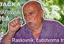 Рајачка народна школа здравља: Расковник – чудотворна трава Рајачка народна школа здравља: Расковник – чудотворна трава