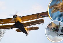 Акција сузбијања одраслих форми комараца у Зајечару Запрашивање ради сузбијања комараца