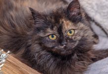 Данас је Међународни дан мачака Мачка