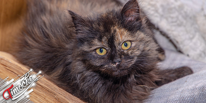 Мачка Мачка