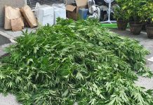 ПУ Зајечар: Узгајали марихуану у импровизованој лабораторији ПУ Зајечар: Хапшење због узгоја марихуана у импровизованој лабораторији