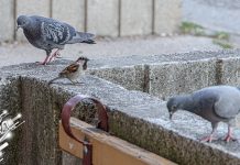Последњи фебруарски дан у знаку сунца – после свежег јутра, температура до 16 степени Птице у парку