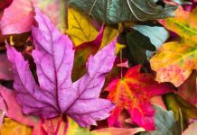 Данас нам стиже јесен Јесен, лишће