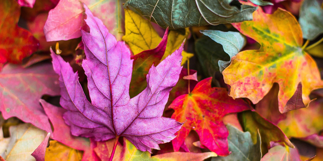 Јесен, лишће