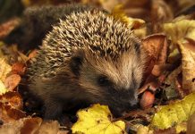 Променљиво облачно, слаба киша местимично Јесен, опало лишће, јеж