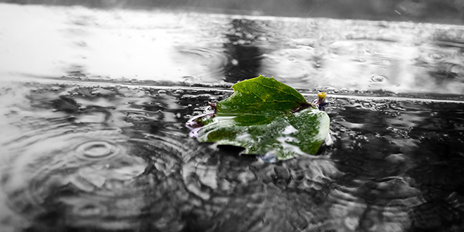 Киша, зелени лист Киша, зелени лист