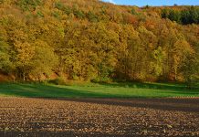Град Зајечар расписао оглас за давање у закуп пољопривредног земљишта у државној својини Поље, пољопривредно земљиште