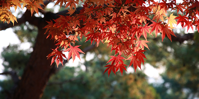Јесен. дрвеће, лишће