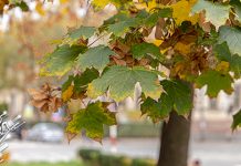 Суво време уз разведравање, до 17 степени