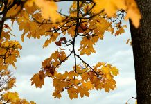 Ниска облачност ујутру, током дана разведравање са сунчаним интервалима Јесен, гране, лишће