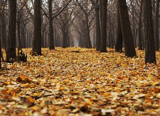 Хладнији дан уз повремене падавине: Киша на југу, снег у ноћним сатима Јесен, лишће