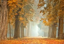 Ујутру хладно, местимично са слабим мразем и маглом, током дана више сунца Јесен, магла