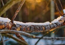 Променљиво облачно, али са температурама у минусу Грана дрвета, снег