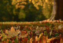 Јутарња магла и слаб мраз, током дана углавном сунчано, највиша дневна температура 16 степени Јесен, опало лишће