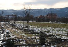 Постављање ветрозаштитног појаса у насељу Растока Постављање ветрозаштитног појаса у насељу Растока