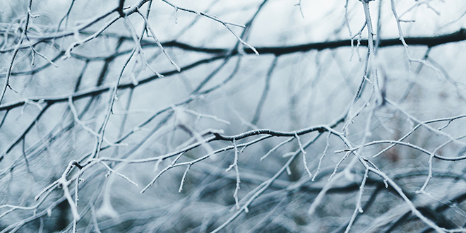 Гране дрвета, мраз Гране дрвета, мраз