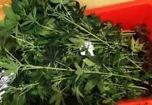 ПУ Сокобања: Ухапшен Нишлија због производње опојних дрога Хапшење у Сокобањи: Лабораторија за вештачки узгој канабиса