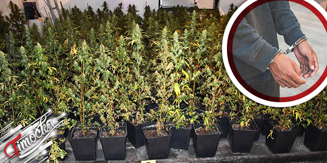 Ilegalna Laboratorija Za Uzgoj Marihuane U Okolini Obrenovca Uhapsen Zajecarac