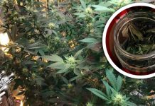 ПУ Кладово: Откривена илегална лабораторија за узгој марихуане