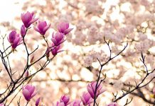 Данас почиње пролеће