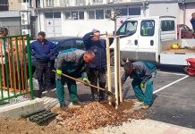 Град Зајечар обогаћен младим садницама ЈКП „Тимок – одржавање”: Град Зајечар обогаћен младим садницама