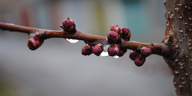 Kapljice Kise Cvetanje