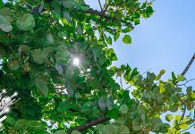 Првог септембарског дана сунчано, поподне променљиво облачно Дрво, гране, сунце