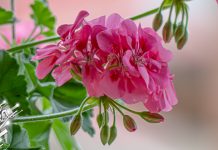 Променљиво и свежије, до 27 степени Цвеће