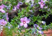 Променљиво време, са дужим сунчаним интервалима Цвеће