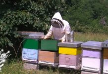 Медени сувенири из Бора: Од поља до медомата Гастро туризам: Медени сувенири из Бора – Од поља до медомата