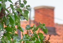 Променљиво облачно, местимично са краткотрајном и слабом кишом Гране, облачно време