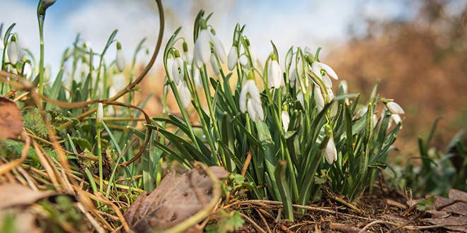 Цвеће Цвеће