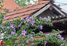 Ујутру пролазно наоблачење, после подне разведравање Цвеће, куће