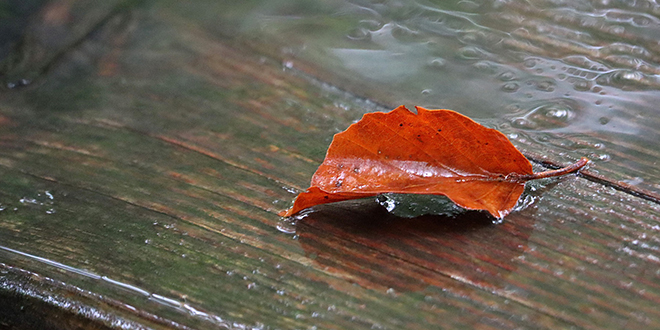 Jesen, list, kiša